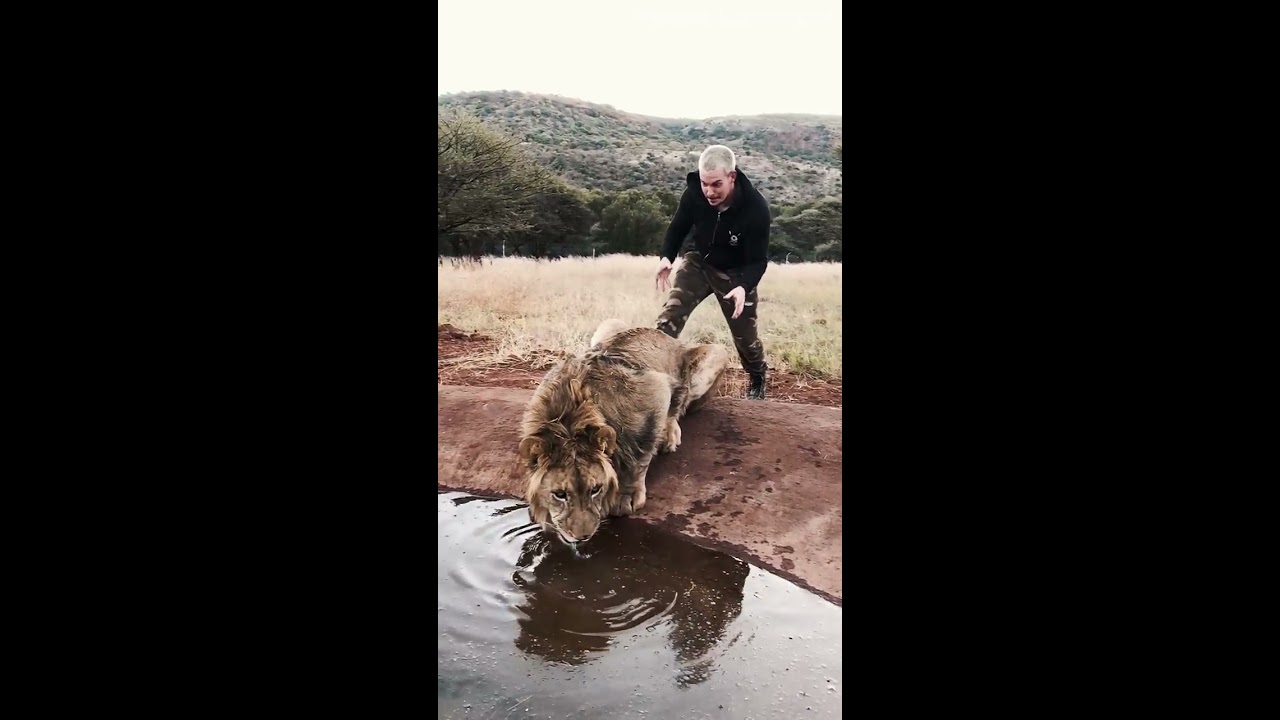Scaring A Lion Shorts