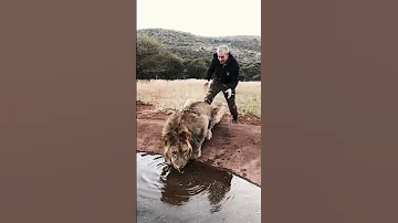 Scaring a Lion🦁  #shorts