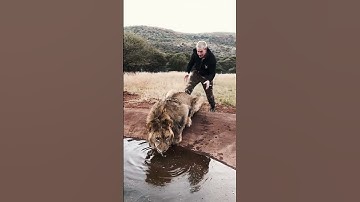 Thumbnail of Scaring a Lion🦁  #shorts