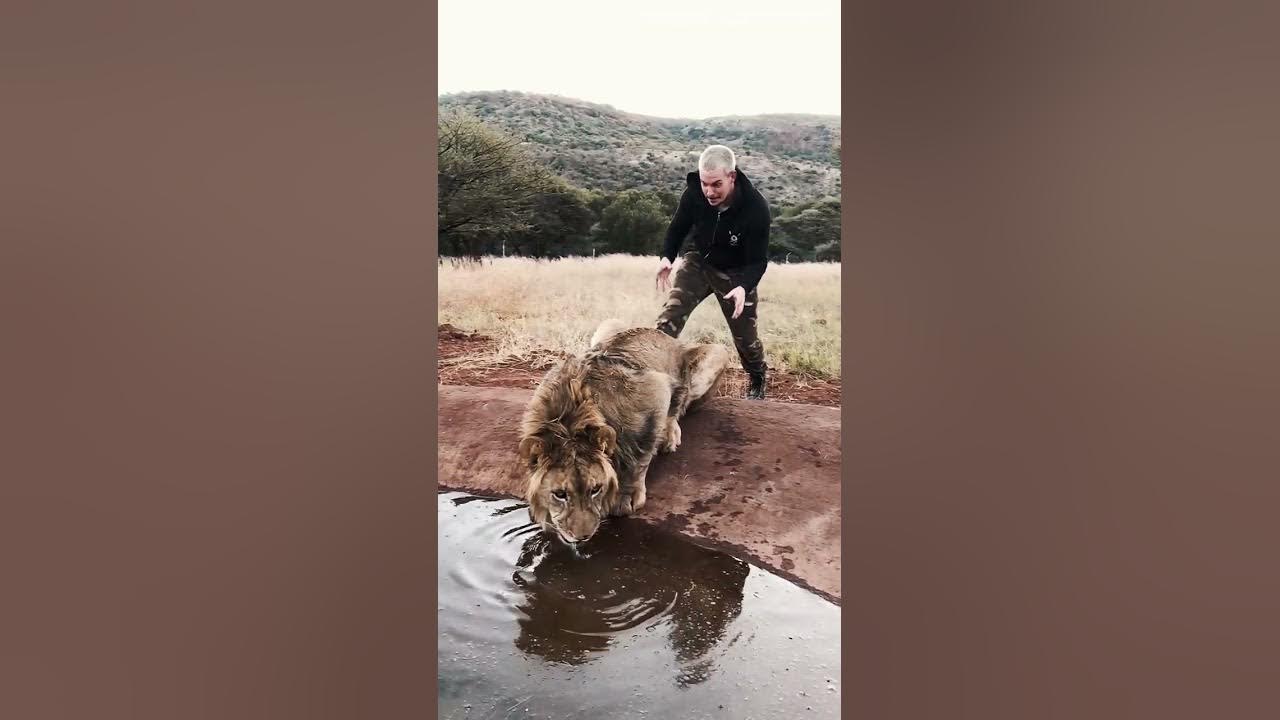 Scaring a Lion🦁 #shorts Scaring a Lion🦁 #shorts
