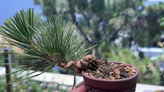 Patricia O'Connor, The Bonsai Balcony: Easy Mame.