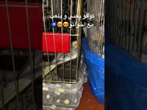 الشعب الصيني ماله حل كوكو يلعب اخواتو 