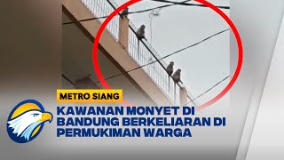 Viral, Kawanan Monyet di Bandung Berkeliaran di Permukiman Warga