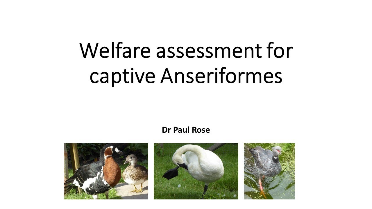 Welfare assessment for captive Anseriformes (ducks, geese, swans and ...