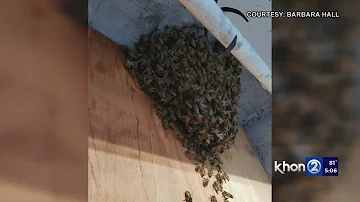 Experts urge homeowners to keep property bee free amid swarm season