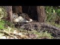 Tegu stalks python nest 01 footage