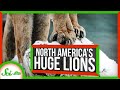 The Mysterious *Gigantic* Lions That Used to Roam North America