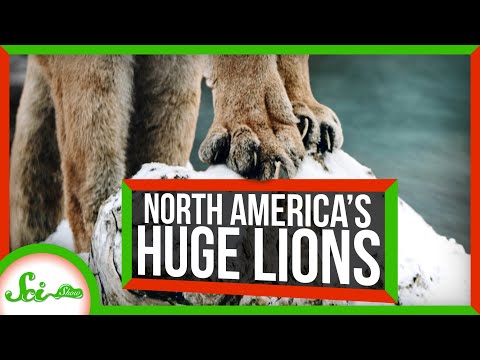 Video: Ar nitaniniai liūtai išnyko?