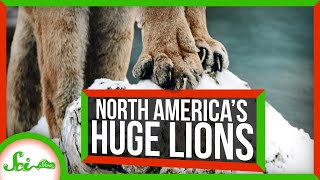 The Mysterious *Gigantic* Lions That Used to Roam North America