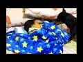 毛布をかけてくれる、すやすや子守犬／キリン「午後の癒しの動物園」動画2