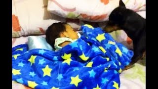 毛布をかけてくれる、すやすや子守犬／キリン「午後の癒しの動物園」動画2