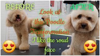 How to groom a poodle|Poodle tranformation|Poodle grooming guide|#poodlelover|#poodledog|#petlover by Groomers Archive 151 views 3 years ago 17 minutes