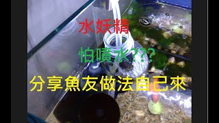 【水族系列】水妖精怕噴嗎???參考魚友做法分享!!! 