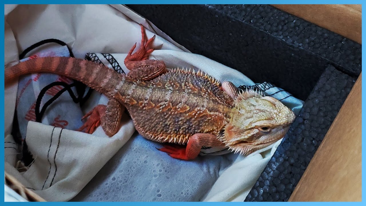 Why 30 Reptiles Died During Shipping - the Bad Side of Unboxings