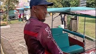 Delman Domba (Deldom) Khas Ciamis