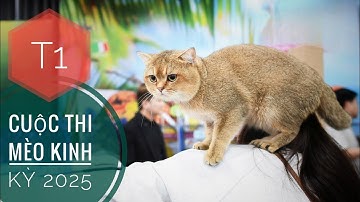 T1: Cuộc Thi Mèo Kinh Kỳ - Toàn Mèo Khủng hàng Trăm Triệu Thi Đấu/ Cat Show 2025