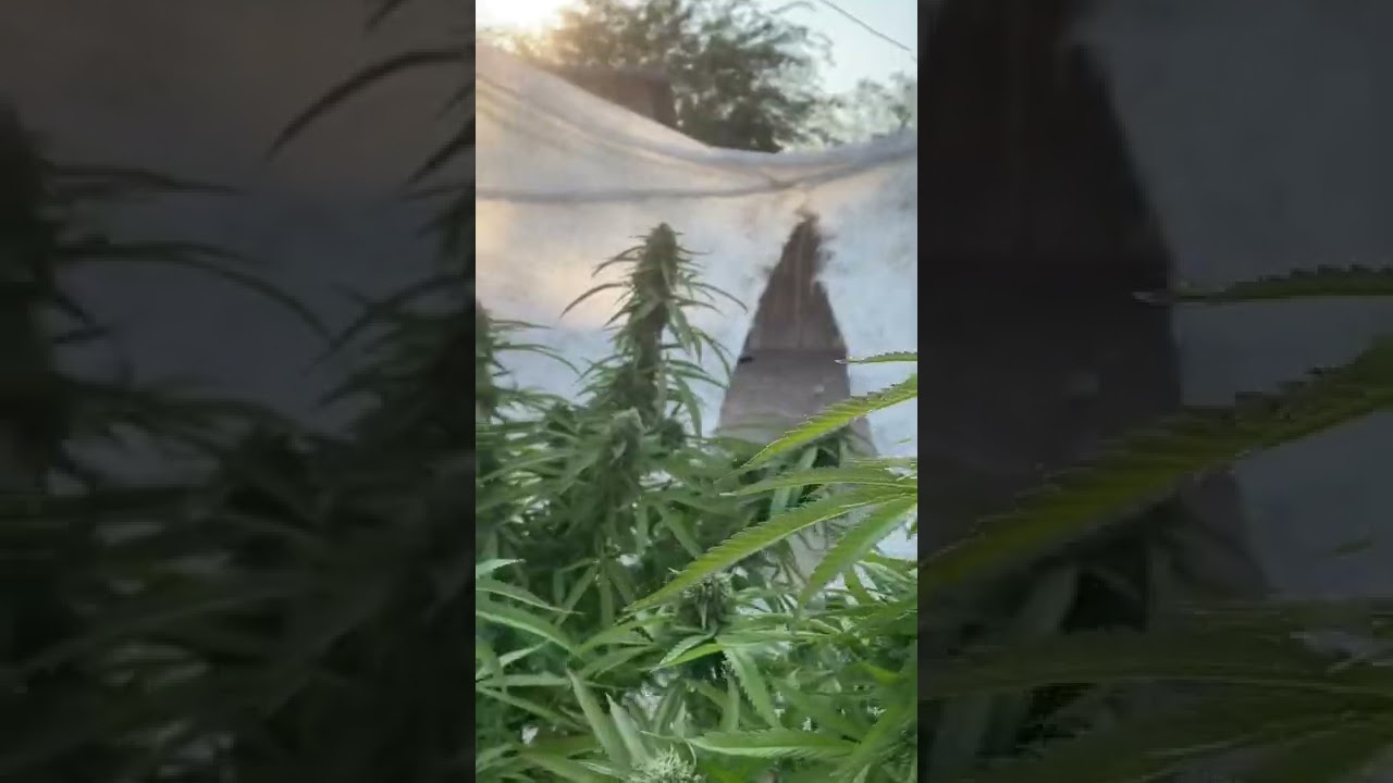 marijuana flower silver back gorilla