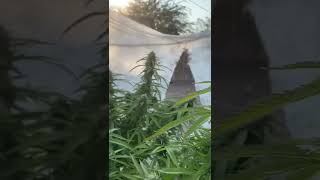 marijuana flower silver back gorilla