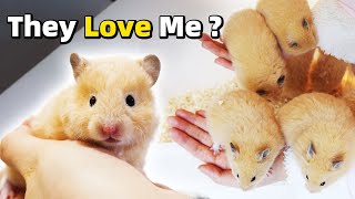 Насколько дружелюбны мои дети-хомяки? /Are Hamster Babies More Friendly?