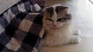 コタツから顔だけ出して日向ぼっこする白モフ猫