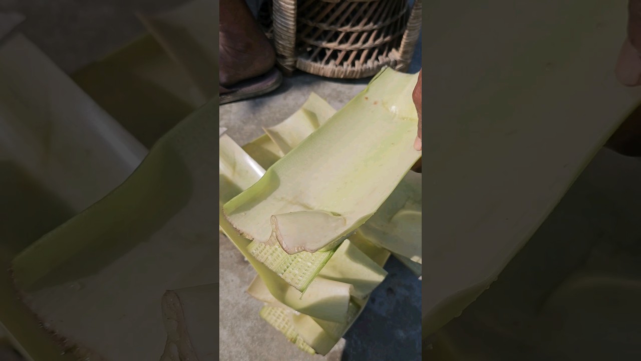 banana stem plate for assamese jolpan (duung) 