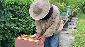 Introducing a new breeder queen.