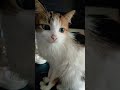 кошеня.