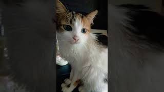 кошеня.