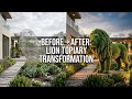 Luxury Lion Topiary Timelapse | Cinematic Garden Art Installation #Timelapse #diy #lion