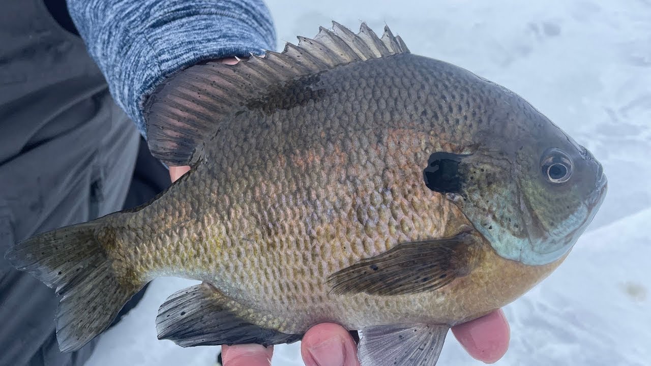 Finesse Tactics for Midwinter Bluegill