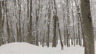 【ふるさと百景】　十日町市松之山　美人林雪景色（新潟県十日町市）