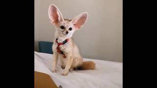 Active Fennekfox!