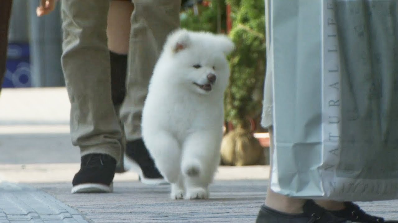看哭！狗狗被主人送走後，獨自穿越城市跋山涉水，卻只敢遠遠觀望主人！【光影】