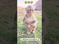 Monkey ka breakfast, Monkey ka nashta, 🐒🙊🐵👍 #funnymonkey #monkeylife #babymonkey #cuteanimals #new🐒🥰