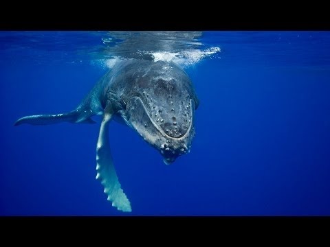 Очень интересный документальный фильм о китах! Новые документальные фильмы