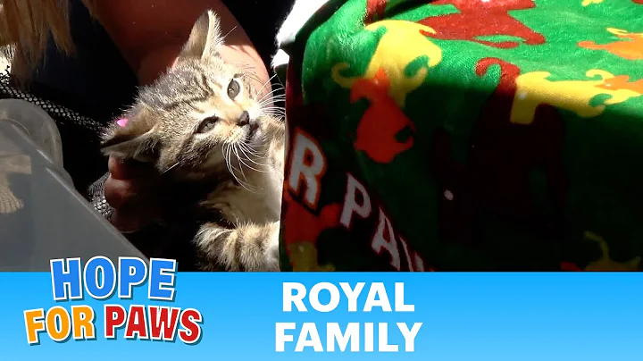 Father's Day rescue of the royal family. 🐱🐱🐈‍⬛🐈‍⬛🐈‍⬛