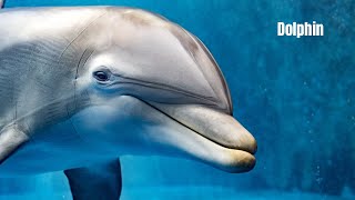 Dolphins with sounds and relaxing sounds. Love and protect the natural habitat of animals.