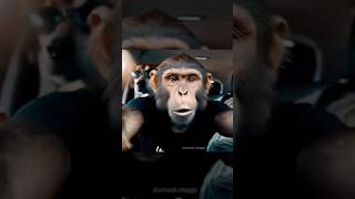 Monkey the vlogger. #coding #programming #api #free