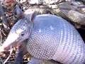 Texas Armadillo