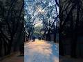 Rickshaw x Road View  #rickshaw #travel #travelbysujan