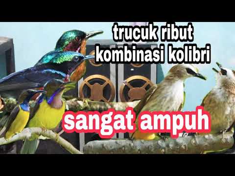 SUARA PIKAT TRUCUK RIBUT KOMBINASI KOLIBRI
