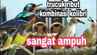 SUARA PIKAT TRUCUK RIBUT KOMBINASI KOLIBRI