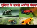 five fantastic frog world&#39;s most famous,,5 अनोखी मेंढक जिसके बारे में सायद ही आप ने कभी सुना होगा