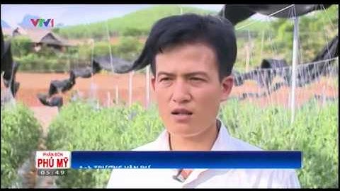 Chuyện nhà nông - Sao thần nông số 22 - Giống cây cà chua ghép trên thây cây cà tím