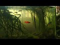My aquarium update