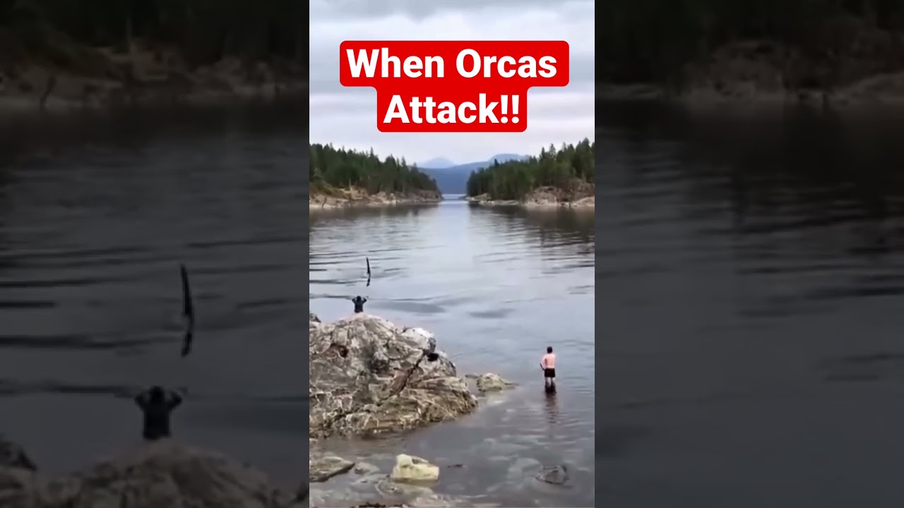 ORCAS The Killer Whale
