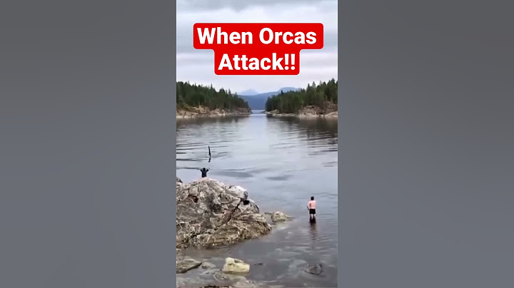 ORCAS- The Killer Whale