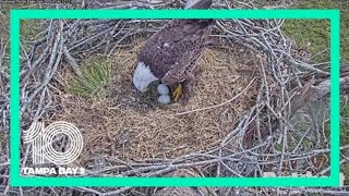 Match Highlights First crack: 1 eaglet of 2 Florida eagle eggs emerging, expected to hatch soon