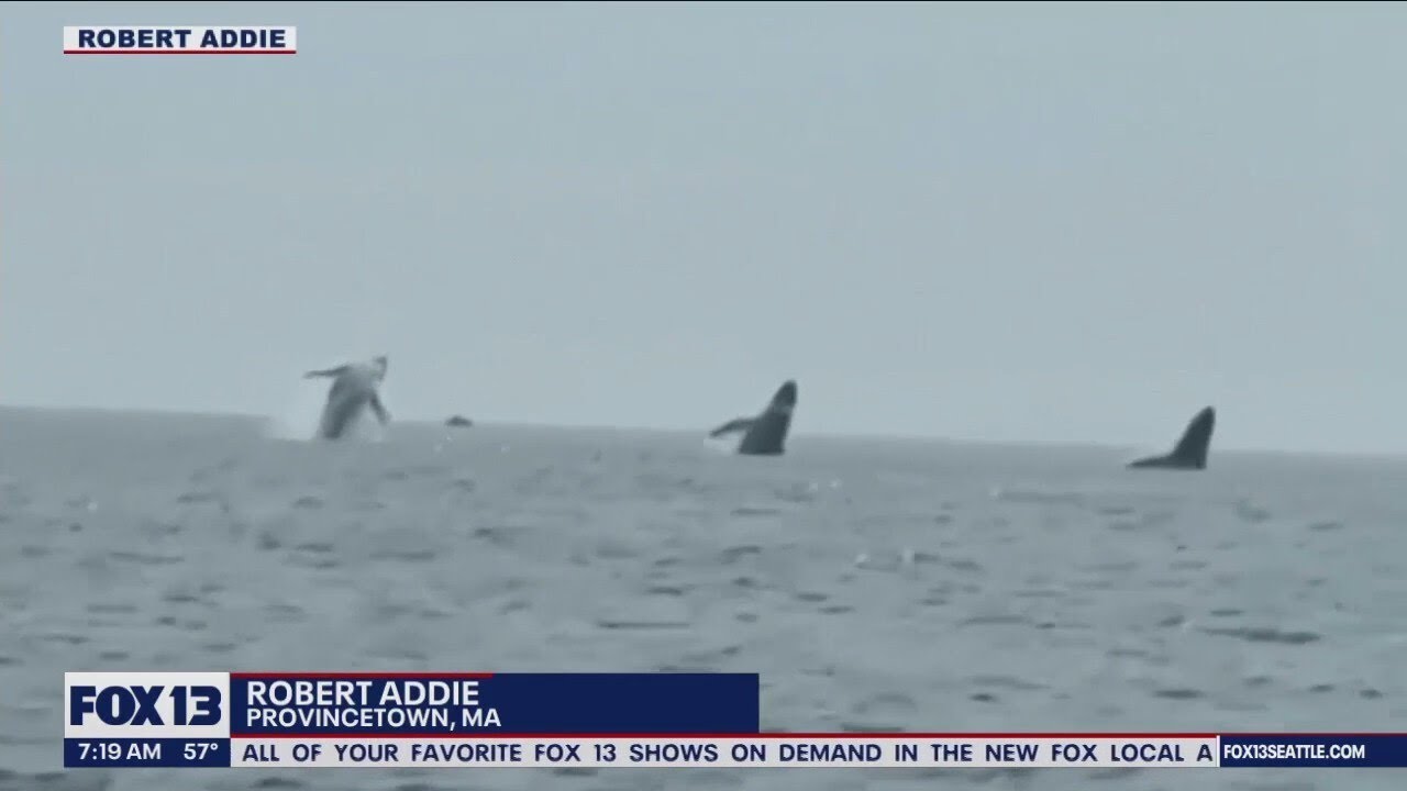 3 whales jumping in sync in New England