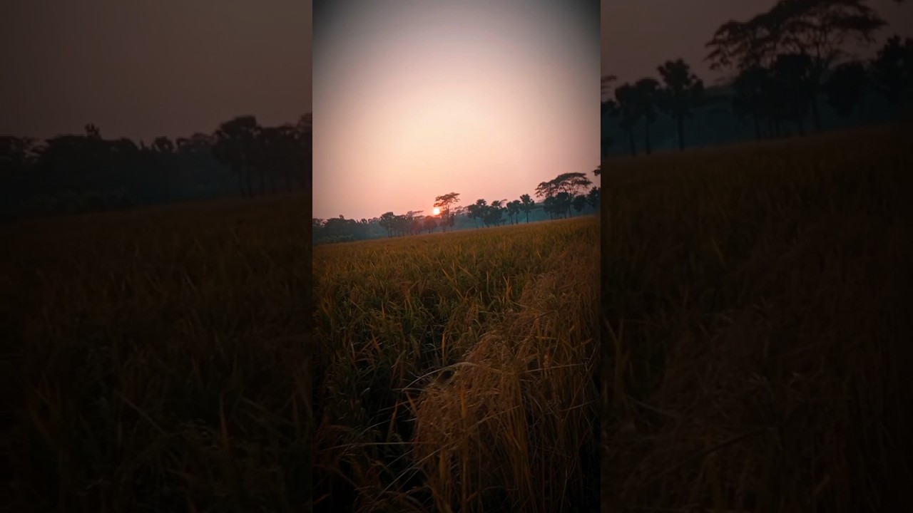 The Most Beautiful Sunset in Village 🌅 